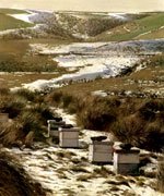 Bee boxes near Lawrence