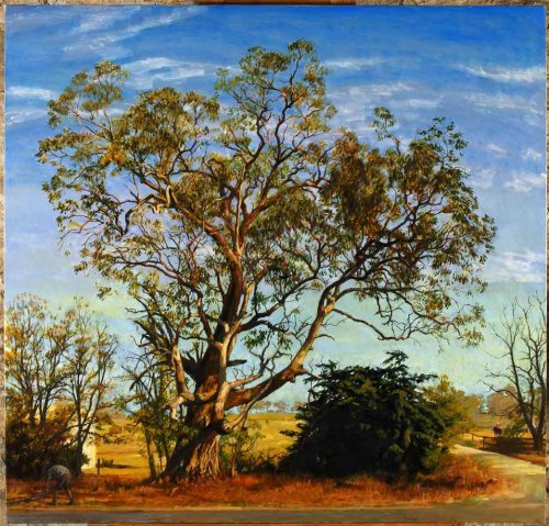 Beechworth gum