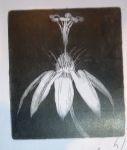 passion fruit flower  - hand coloured Brian Dunlop etching